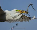 GREAT EGRET