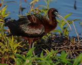 GLOSSY IBIS