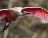 ROSEATE SPOONBILL