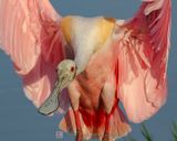 ROSEATE SPOONBILL