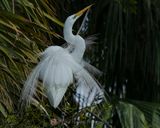GREAT EGRET