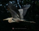 GREAT BLUE HERON