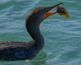 DOUBLE-CRESTED COMORANT