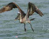 BROWN PELICAN