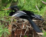 ANHINGA