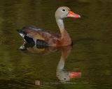 BLACK-BELLIED WHISTLING-DUCK
