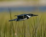BELTED KINGFISHER