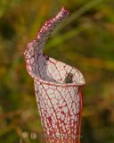 PITCHER PLANT (Carnivorous)