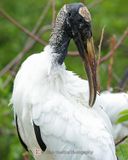WOOD STORK