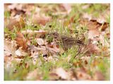  Olive-backed pipit - Anthus hodgsoni