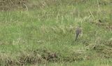 Eastern Yellow Wagtail - Motacilla tschutschensis