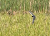 Iroquois National Wildlife Refuge