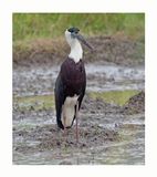 Wooly-necked Stork