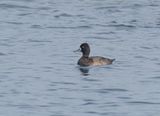 Lesser Scaup - Aythya affinis
