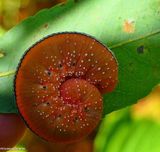 Elm sawfly larva (<em>Cimbex americanus</em>)
