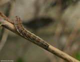 Fringe tree sallow moth caterpillar (<em>sympistris chionanthi</em>)?, #10067  