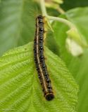 Eastern tent caterpillar  (<em>Malacosoma americana</em>), #7701  [June 2]