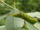 Western furcula moth caterpillar  (<em>Furcula occidentalis</em>), #7939  [June 30]