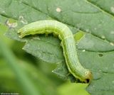 Veiled ear moth caterpillar  (<em>Loscopia velata</em>), #9454  [June 14]