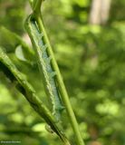 Noctuid moth caterpillar  [June 14]