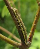 Ruby quaker moth caterpillar  (<em>Orthosia rubescens</em>), #10487  [June 17]