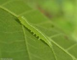 Noctuid moth caterpillar  [July 12]