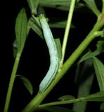Green leuconycta moth caterpillar  (<em>Leuconycta diphteroides</em>),  #9065  [July 31]