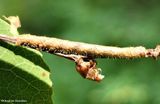 Pale beauty moth caterpillar  (<em>Campaea perlata</em>), #6796  [July 19] 