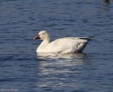 Snow goose