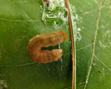 Tufted thyatirine moth caterpillar  (<em>Pseudothyatira cymatophoroides</em>), # 6237  [August 22]