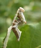 Finned willow prominent moth caterpillar (<em>Notodonta scitipennis</em>), #7926  [August 22]