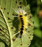 Spotted tussock moth caterpillar  (<em>Lophocampa maculata</em>), #8214  [August 27]