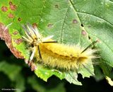 Banded tussock moth caterpillar  (<em>Halysidota tessellaris</em>), #8203  [August 31]