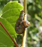 Beautiful wood-nymph moth caterpillar (<em>Eudryas grata</em>), #9301  [August 31]