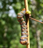 Beautiful wood-nymph moth caterpillar (<em>Eudryas grata</em>), #9301  [August 31]