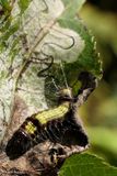 Prominent Moth caterpillar (<em>Clostera</em>)  [August 31]