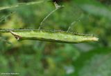 Dusky groundling moth caterpillar (<em>Condica vecors</em>), #9696  [August 31]