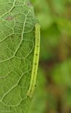 Yellow-dusted cream moth caterpillar  (<em>Cabera erythemaria</em>), #6677  [August 31]