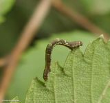 One-spotted variant moth caterpillar  (<em>Hypagyrtis unipunctata</em>, #6654  [August 2]