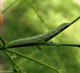 Verbena moth caterpillar (<em>Crambodes talidiformis</em>), #9661  [August 13]