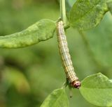 Dusky-backed filatima moth caterpillar (<em>Filatima pseudacaciella</em>), #2169  [August 18]