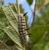 Large gray dagger moth caterpillar  (<em>Acronicta insita</em>), #9202  [August 10]