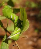 Pawpaw sphinx moth caterpillar (<em>Dolba hyloeus</em>),  #7784  [August 24]