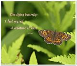 THe flying butterfly...