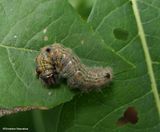 Prominent Moth caterpillar (<em>Clostera</em>)  [September 12]