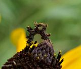 Wavy-lined emerald moth caterpillar (<em>Synchlora aerata</em>), #7058  [September 12]