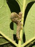 Maple zale moth caterpillar  (<em>Zale galbanata</em>), #8692