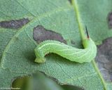 Sphinx moth caterpillar species  [September 8]