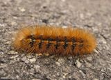 Salt marsh moth  (<em>Estigmene acrea</em>), #8131  [September 21]