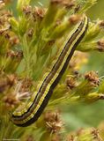 Striped garden moth caterpillar  (<em>Trichordestra legitima</em>),  #10304  [September 6]